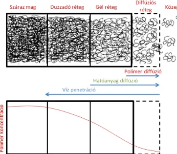 8. ábra  –  A  hidrofil  polimer  mátrix  rendszerek  duzzadásának  folyamata  [11]:  a  duzzadó  rétegben  még  nagyon  erős  a  polimer  szálak  összegabalyodása,  a  diffúziós rétegben csak gyenge összekuszálódás jellemző