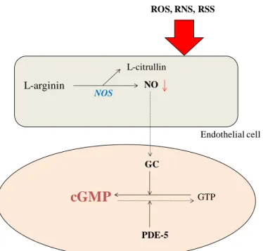 Figure 1. Synthesis of NO. NOS induces synthesis of NO from L-arginine. This leads  to an elevated guanylate cyclase level in the vascular smooth muscle cell, which causes  endothelium-dependent  vasorelaxation  through  increased  intracellular  cGMP  lev
