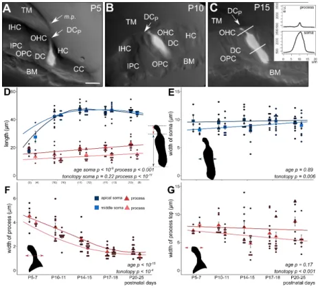 Figure 1. Morphometric changes of the soma and the phalangeal process of apical and middle turn  Deiters’  cells  during  postnatal  development  (P5–25)