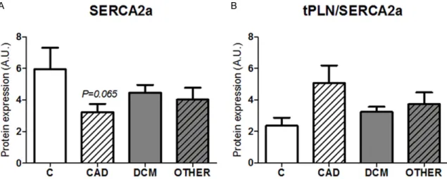 Figure 5. Expression and phosphorylation of cMyBP-C in human failing hearts. (A) Expression of p-Ser 284 -cMyBP-C; 