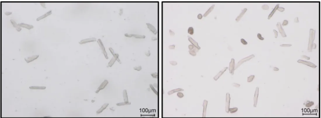Fig. 4    Representative figure of a good cell preparation (left) and a bad preparation (right)