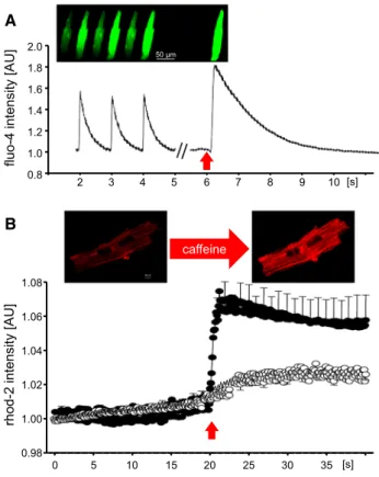 Fig. 5    a Calcium transient recording in a fluo‑4 loaded rat cardio‑