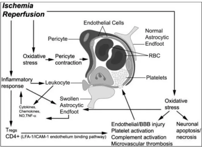 Figure 4. Schematic model of neurovascular mechanism of post-ischemic reperfusion injury