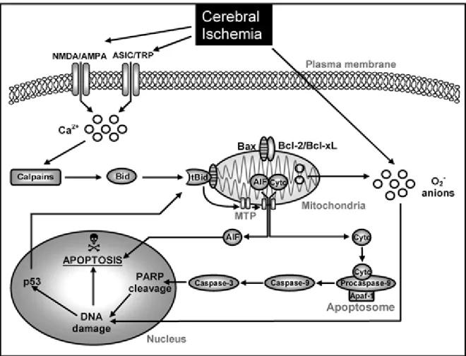 Figure 5. Intrinsic signaling of apoptosis in cerebral ischemia (Broughton et al., 2009)  Cerebral ischemia elevates cytosolic calcium levels through the stimulation by glutamate of  N-methyl-D-aspartate  (NMDA)  or  D,L-α-amino-3-hydroxy-5-methyl-isoxazol