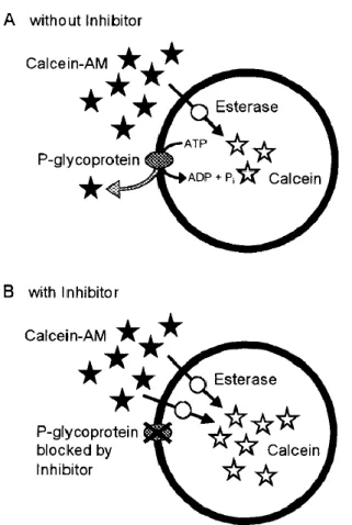 Fig.  9.  Mechanism  of  Calcein-AM  assay.  Calcein-AM  is  a  nonfluorescent  P-gp  substrate,  capable  of  entering  the  cell  by  passive  diffusion