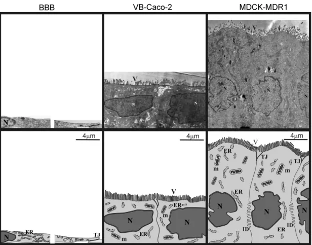 1. táblázat: A patkány vér-agy gát (BBB) modell és az epitélsejtek (Caco-2, VB-Caco-2,  MDCK-MDR1) sejtkapcsoló fehérjéinek immunfestési eredménye