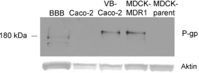 7. ábra: A P-gp kimutatása patkány agyi kapilláris endotél, natív Caco-2, VB-Caco-2,  MDCK-MDR1 és MDCK sejtlizátumokban Western blottal