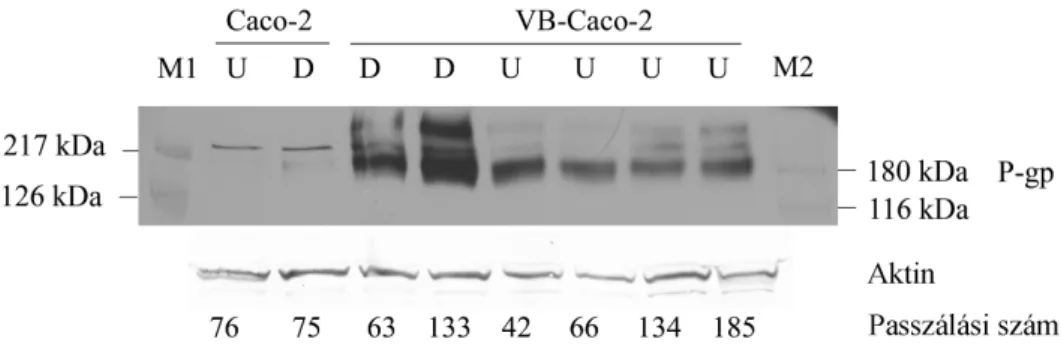2. ábra: A P-gp kimutatása a differenciált (D) és a differenciálatlan (U) Caco-2 és VB- VB-Caco-2 sejtlizátumokban Western blottal