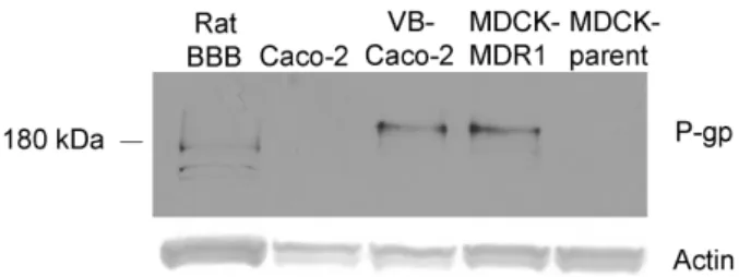 Fig. 7.  Western blot analysis of lysates of rat brain capillary endothelial cells, native  Caco-2,  VB-Caco-2,  MDCK-MDR1  and  MDCK-parent  cell  lines  probed  for   P-glycoprotein (P-gp)
