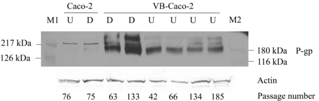 Fig.  2.  Western  blot  of  differentiated  (D)  and  undifferentiated  (U)  Caco-2  and  VB- VB-Caco-2 cell lysates probed for P-gp