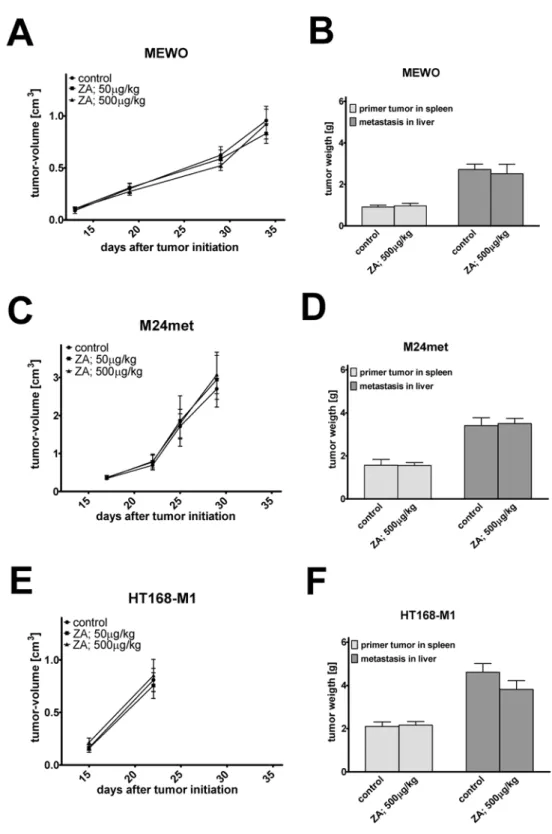 Fig 6. In vivo effects of zoledronic acid treatment. Effect of zoledronic acid (ZA) treatment using in vivo subcutaneous xenograft model of human melanoma cells in SCID mice (A, C, E)