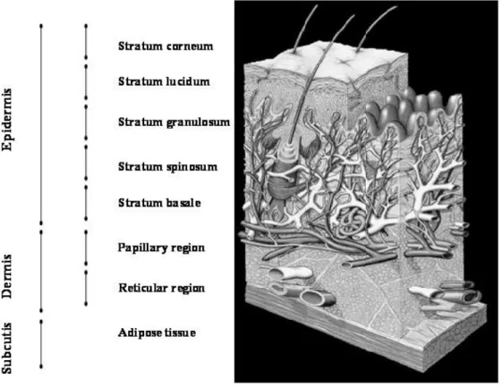 Figure 1 – The different layers of the skin [14]  