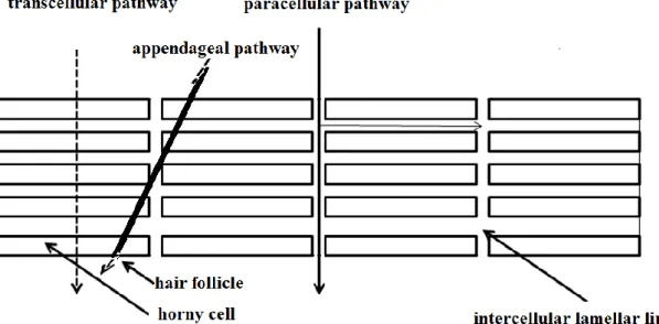 Figure 2 – Delivery pathways of transdermal delivery 