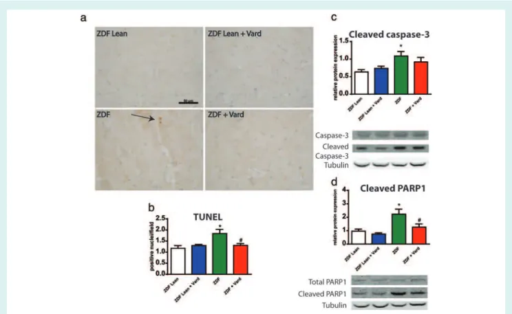 Figure 4 The effects of vardenafil on myocardial DNA fragmentation and apoptosis. (a) Representative images of terminal deoxynucleotidyl transferase dUTP nick-end labelling (TUNEL) assay