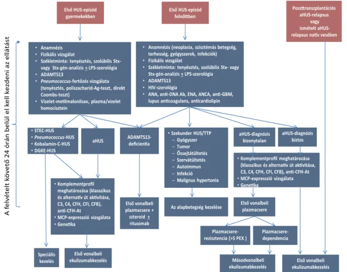 2. ábra A HUS diagnosztikus algoritmusa és a lehetséges terápiás módozatok összefoglalása [7]