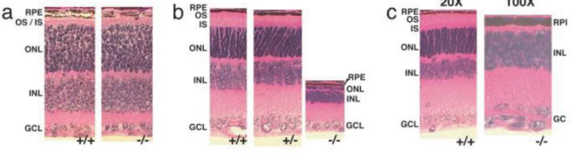 9. ábra. AIPL1 gén deficiens egér retinájának szövettani képe, hematoxylin-eosin (HE)  festéssel
