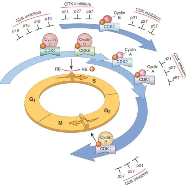 3. ábra:  Egyszerűsített ábra a ciklinek, ciklin dependens kinázok és ciklin dependens  kináz inhibitorok szerepéről a sejtciklus szabályozásában [71]