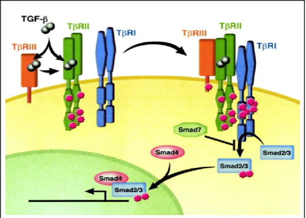 4. ábra:  A TGFβ jelút vázlatos ábrázolása. TGF-β közvetlenül vagy TβRIII keresztül  kötődik  II típusú TGFβ receptorhoz (TβRII)