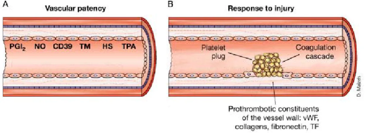Fig 5.  A.  Vascular patency.  Healthy endothelial cells inhibit thrombus formation. 