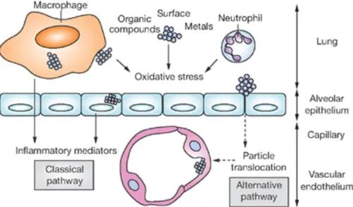 Fig. 10.  Classical and alternative pathways  through which airborne nanoparticles  induce cardiovascular effects