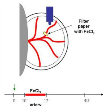 Fig. 13.  Ferric  chloride-induced thrombosis in mesenteric arteries.  The mesentery is  exteriorized through a midline abdominal incision and thrombus formation is induced  by placing a 1 x 2 mm filter paper saturated with a 5% FeCl 3 solution over the ar
