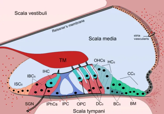 Figure 1. Anatomy of the organ of Corti and the presence of immune cells. The cochlea is divided into  three chambers (scalae) by two membranes