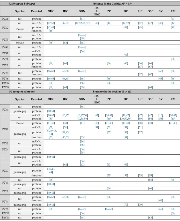 Table 1. Expression of P2 purinergic receptors in the cochlea before and after hearing onset (P15) in rodents