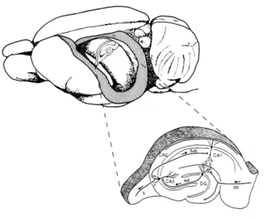2. ábra: A hippokampusz elhelyezkedése és f ı bb régiói valamit a köztük lév ı  legfontosabb  kapcsolatok  patkányban