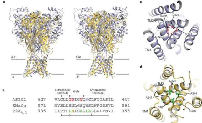 4. ábra: P2X receptor szerkezete. (Eric és mtsai 2009)  