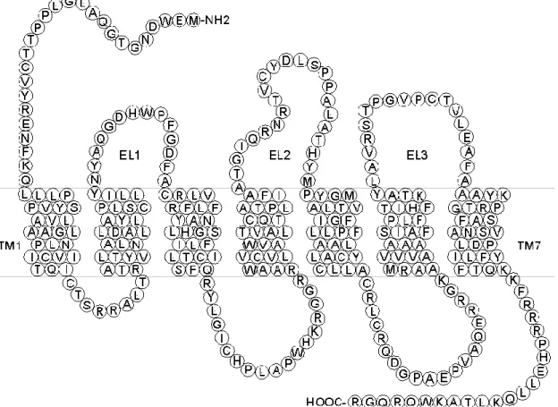 5. ábra: P2Y receptor szerkezete. 