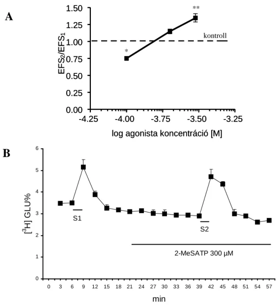 9. ábra: 100 – 300 µmol/L 2-MeSATP hatása a tríciált glutamát felszabadulásra patkány  gerincvel ı   szeleteken