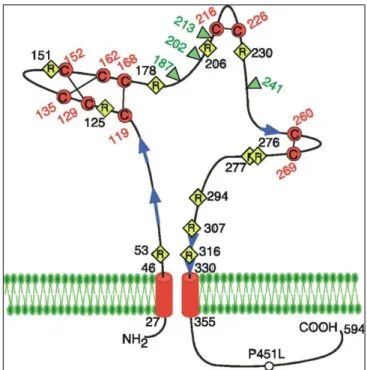 4. ábra. A P2X7 receptor alegység sematikus szerkezete 54 . Sárga négyzet: konzervált  arginin,  piros  kör:  konzervált  cisztein,  melyeket  diszulfid  hidak  kötnek  össze,  zöld  háromszög:  lehetséges  glikozilációs  helyek,  kék  nyíl:  valószínűsíth