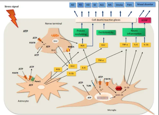 8. ábra. Eltérő etiológiájú KIR-i betegségekben a P2X7R-mediálta útvonalak közös  mechanizmusa 58 