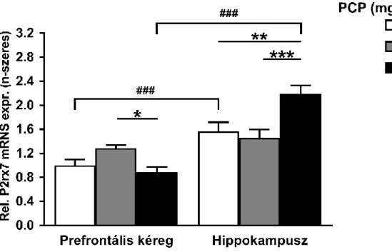 13. ábra. A PCP hatása a P2rx7 mRNS expressziójára az egér agy prefrontális kérgi  és hippokampális régióiban