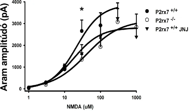 15. ábra. A glutamáterg transzmisszió P2X7 receptorokon keresztüli befolyásolása  az egér agy prefrontális kérgében: NMDA által kiváltott ionáramok mérése