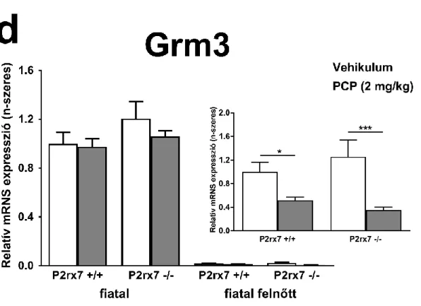 16. ábra: A kisebb dózisú PCP kezelés (2 mg/kg) hatása ionotróp NMDA receptor  alegységek, (a) Grin1, (b) Grin2a, (c) Grin2b és egy metabotróp glutamát receptor,  (d)  Grm3  relatív  mRNS  expressziós  szintjeire