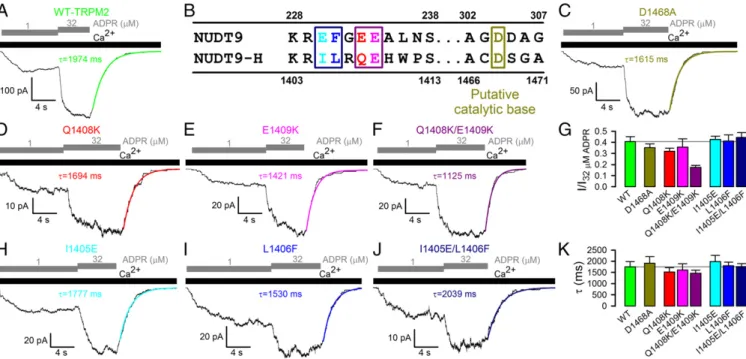 Fig. 1. Mutations of residues proposed to be key for catalysis have little effect on TRPM2 channel gating