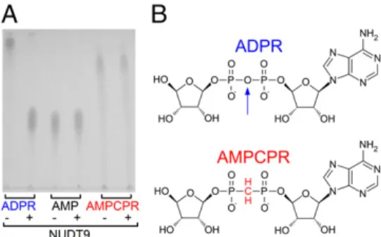Fig. 3. Nonhydrolyzable ADPR analog is a low-affinity partial TRPM2 channel agonist. (A and B) T5L-TRPM2 currents are stimulated in a  dose-dependent manner by cytosolic application of either (A) 0.32, 1, 3.2, 10, and 32 μ M ADPR (blue staggered bar) or (B