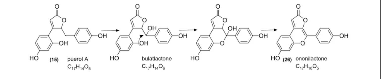 FIGURE 10 | The putative synthetic pathway of ononilactone.