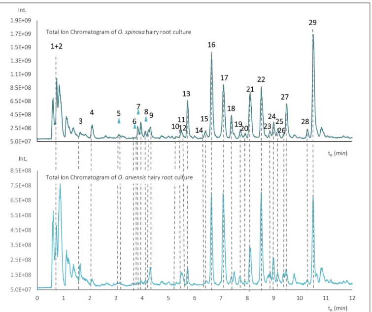 FIGURE 3 | Total ion chromatograms of the aqueous-methanolic extracts of O. spinosa and O