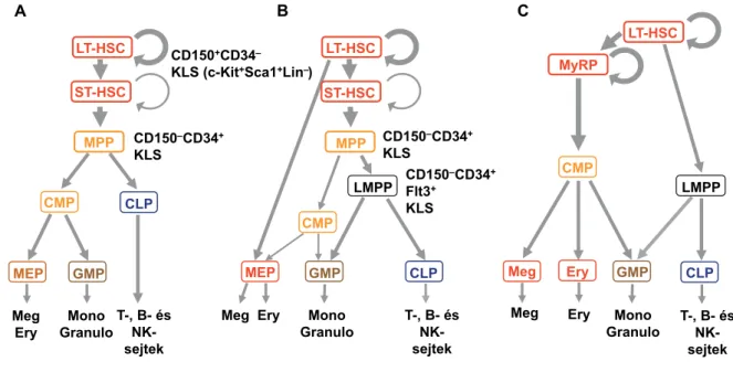 1. ábra A vérképzés hagyományos modellje (A) és annak javított változatai (B és C)CMPCLP T-, B- éssejtekNK-MEPGMPGranuloMonoMeg EryMPPCMPCLPMEPGMPLMPPST-HSCMPPT-, B- éssejtekNK-GranuloMonoMegEryCD150– CD34 +Flt3+KLSCD150–CD34+KLSCD150–CD34+KLSCD150+CD34–