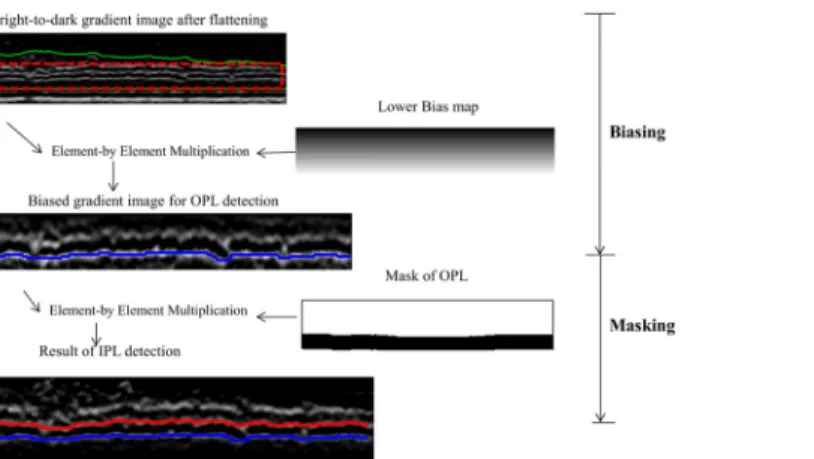 Fig 5. Illustration of the biasing and masking operations for the boundary detection of the IPL-INL (red) and OPL o (blue)