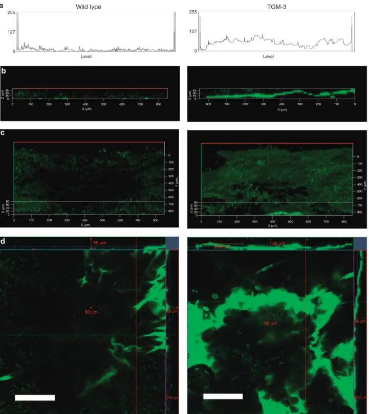 Figure 1. Penetration of FITC through stratum corneum in transglutaminase 3 knockout (TGM3/KO) and wild-type (WT) mice skin in vivo by two-photon microscopy