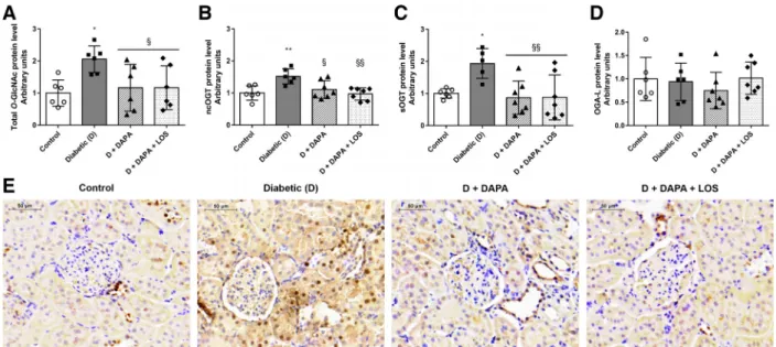 Fig. 4. Dapagliflozin (DAPA) reduces diabetes-induced renal protein O-GlcNAcylation. A–D: protein O-linked ␤ -N-acetylglucosamine addition (O-GlcNAcy- (O-GlcNAcy-lation) and levels of O-GlcNAcase transferases (OGT) and O-GlcNAcase (OGA) in control, diabeti