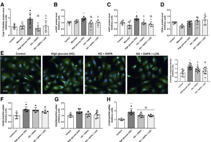 Fig. 5. Dapagliflozin (DAPA) reduces hyperglycemia-induced protein O-GlcNAcylation in human proximal tubular cells (HK-2 cells)