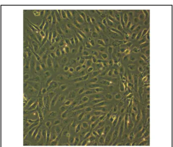 Figure 6.    Bright-field  microscopy  (×60)  of  human  umbilical   vein endothelial cells (HUVECs) with their typical cobblestone-like appearance after 3 weeks of culture in a tissue culture  flask.