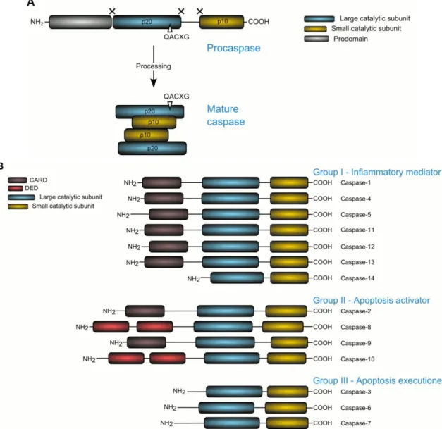 Figure 1. Domain structure and subfamily members of caspase family [48] 