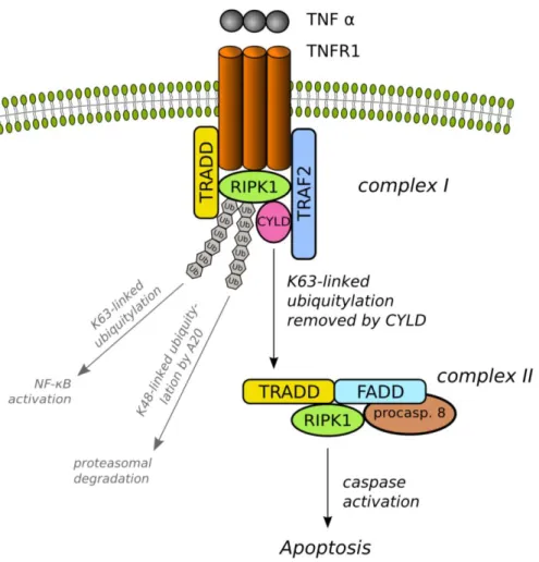 Figure  3.  Schematic  figure  of  apoptosis  induction  via  the  TNFR1-triggered  extrinsic apoptotic signaling pathway