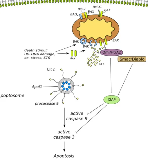 Figure 6. Schematic figure of the intrinsic apoptotic pathway. 