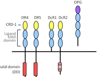 1. ábra: A TRAIL receptorainak domén szerkezete. A teljes halál-doménnel (DD)  rendelkező receptorok, a DR4 és a DR5   képesek apoptotikus jelet közvetíteni